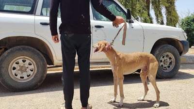 راوچییەک بە تانجییەکەی دەستییەوە دەستگیرکرا؛ یەکێکیش هەڵات