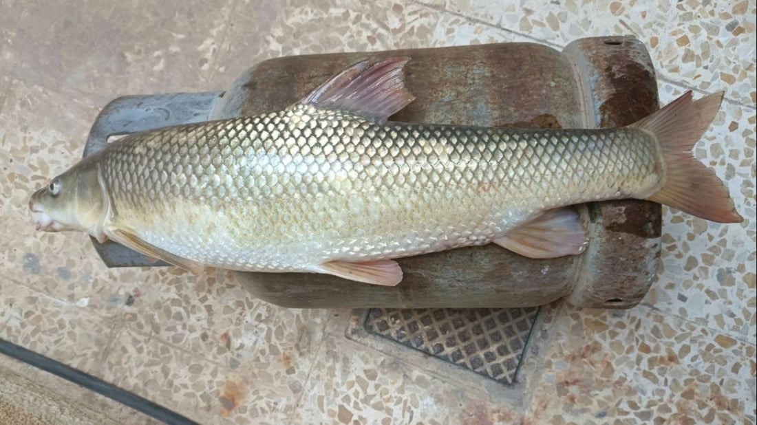 صورة لسمكة أطول من قنينة غاز.. صيادو آلتون كوبري سعداء بانخفاض منسوب المياه!