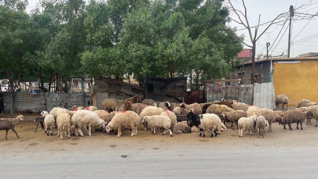 هذا ما يحدث قرب صورة الصدرين في “قطاع 18”.. وهناك من “يحميهم”! (صور)