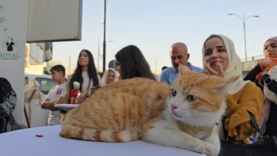 Sulaymaniyah hosts second annual cat beauty festival