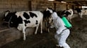 Health ministry issues eid slaughter guidelines amid rise in hemorrhagic fever cases