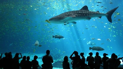 رۆژی جیهانیی نەهەنگە و رووبەڕووی لەناوچوون بوونەتەوە