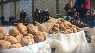 فيديو: كمأ السماوة من حفر الباطن.. والخليج أبرز زبائن “الأحرك والزبيدي”