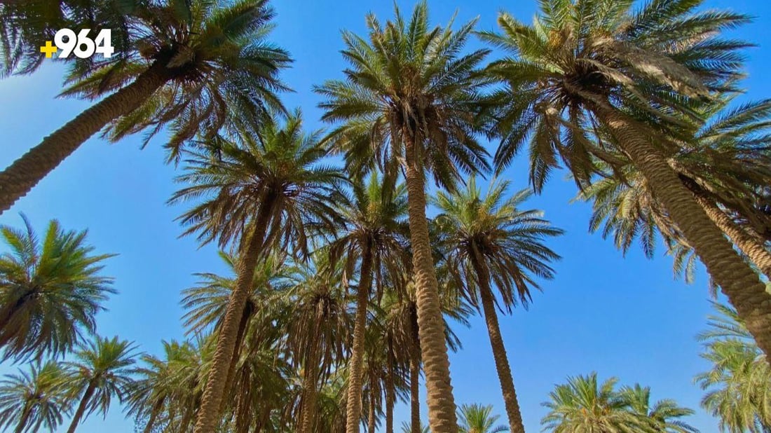 صور من القائم: موسم “طبخ التمر” انتهى.. حان الوقت لصناعة الدبس والتحضير للمدكوكة