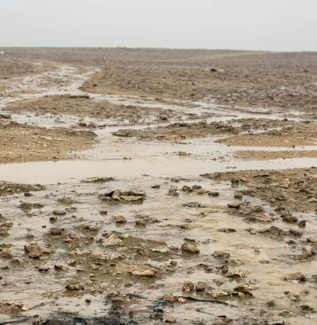 سيول تهدر من جهة السعودية والأمطار تستمر الجمعة.. الكمأ ظهر في السماوة (صور)