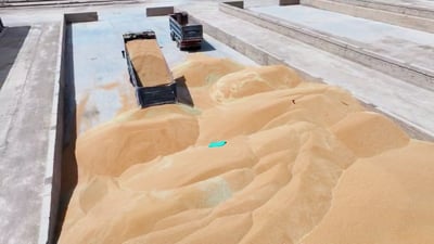 فيديو: فحص مشدد لحنطة السماوة وقد تخسر تريلة بسبب حصاة! المحافظ يوضح