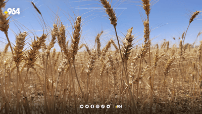 گەرمیان دروێنەی دەستپێکرد