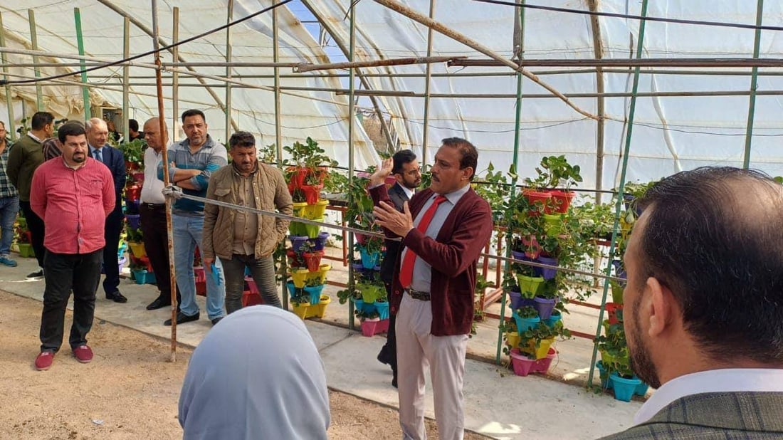 صور: البصرة تنجح بإنتاج فراولة غريبة الشكل تشبه التمر.. وكل شتلة تحمل كيلو!