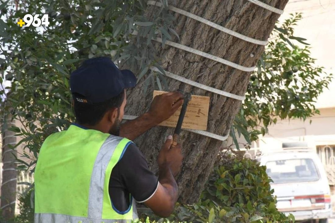 صور: طويريج تضع حراساً على 75 شجرة معمرة لحمايتها من الحطابين