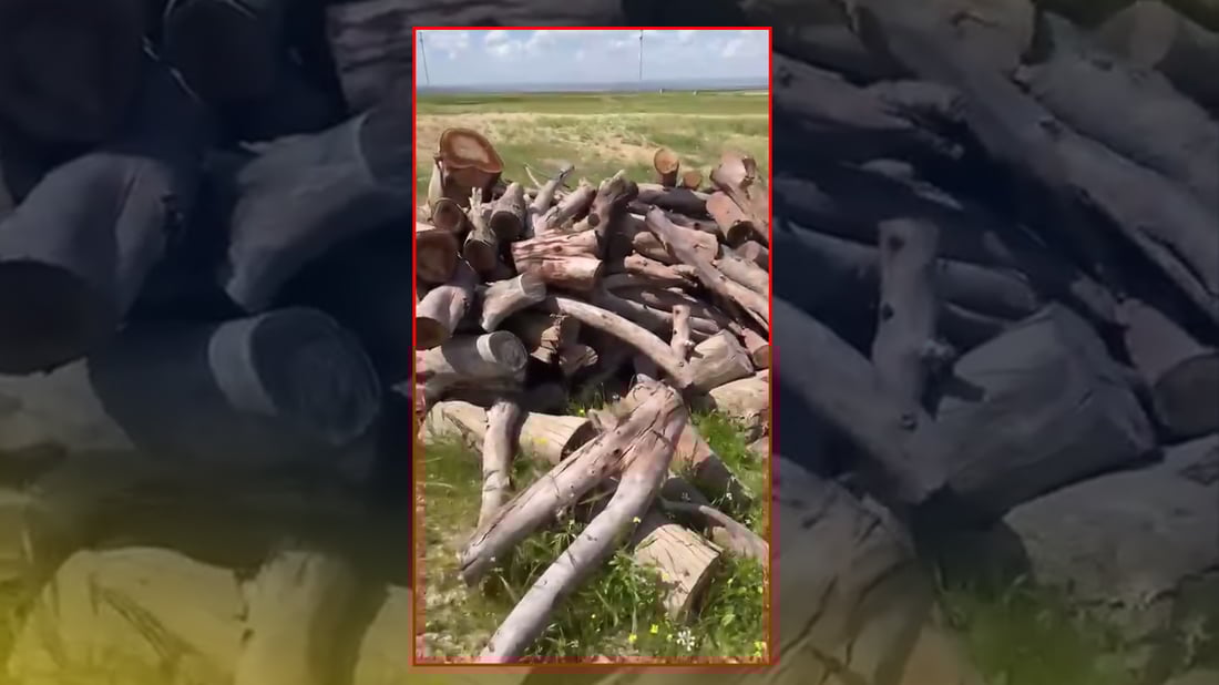 لە گەرمیان دوو بارەداری دەست بەسەرداگیراو لەرێگەی موزایەدەوە دەفرۆشرێت