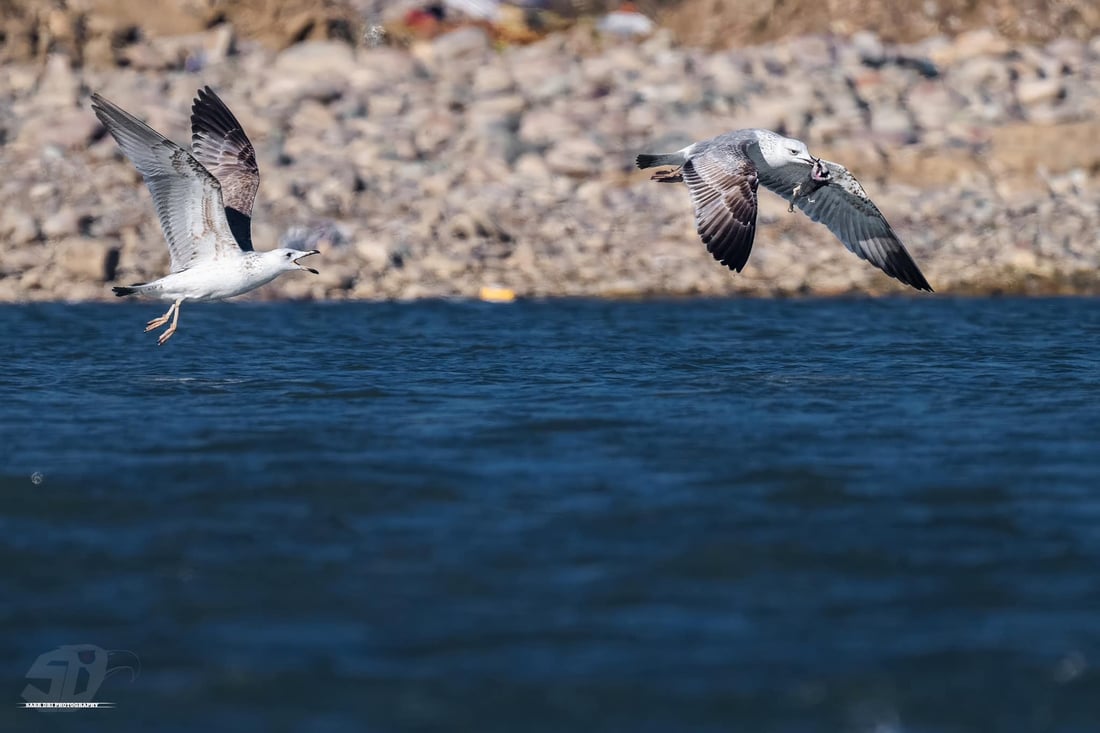 فۆتۆگرافه‌رێك دیمه‌نى شه‌ڕی نه‌وڕه‌سه‌كان له‌سه‌ر ماسی تۆمار ده‌كات