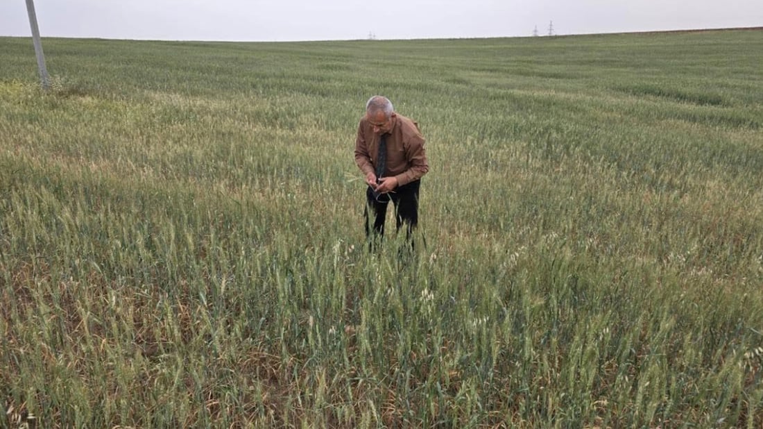 لەپارێزگای دهۆک 65%ـی بەرهەمی گەنمی دێمی شین نەبووە