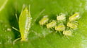 Green peach aphid infestation threatens crops in Sulaymaniyah’s Garmian