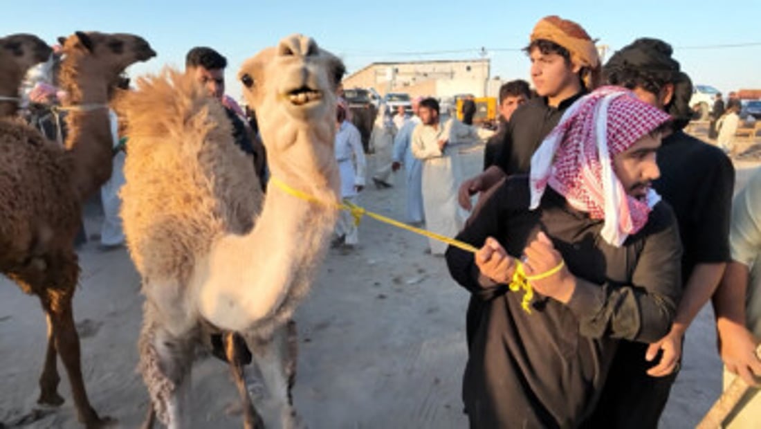 Camel prices climb at Najaf livestock market during Muharram