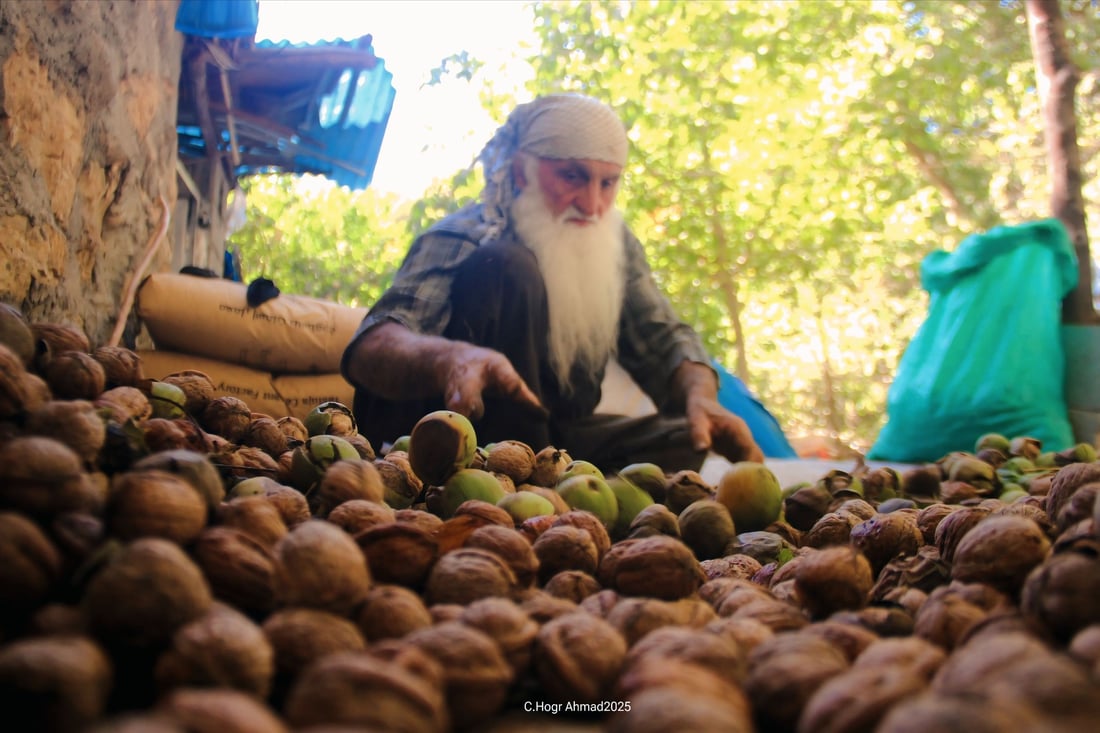 ده‌روێشه‌ نورانییه‌كه‌ى بیاره‌ تاقه‌تى شەنیاری گوێزى نه‌ماوه‌ و كه‌سێكی بۆ ئه‌و كاره‌ ئاماده‌ كردووه‌
