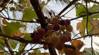 صور: آخر سلال 