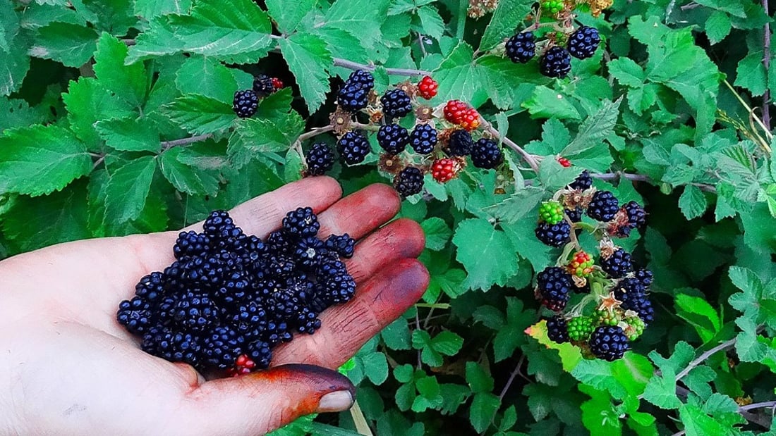 Blackberries thrive in Kurdistan but remain uncultivated despite popularity