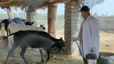 صور: حمّام للأبقار وتغطيس للأغنام في المثنى للتعقيم ومكافحة الحمى النزفية