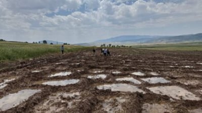 Harir Plain farmers plant again after last year’s drought as rainfall revives springs