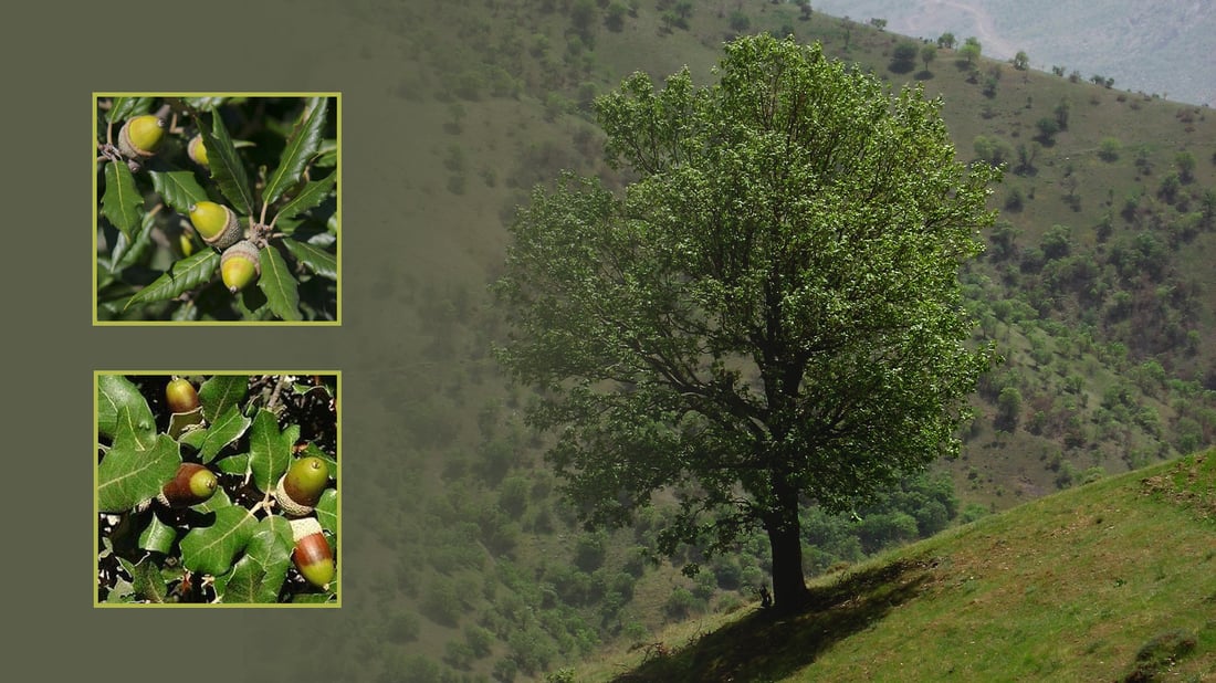 داوا له‌ وه‌زاره‌تى كشتوكاڵ ده‌كرێت (به‌ڕووى هه‌میشه‌ سه‌وز) بچێنێت