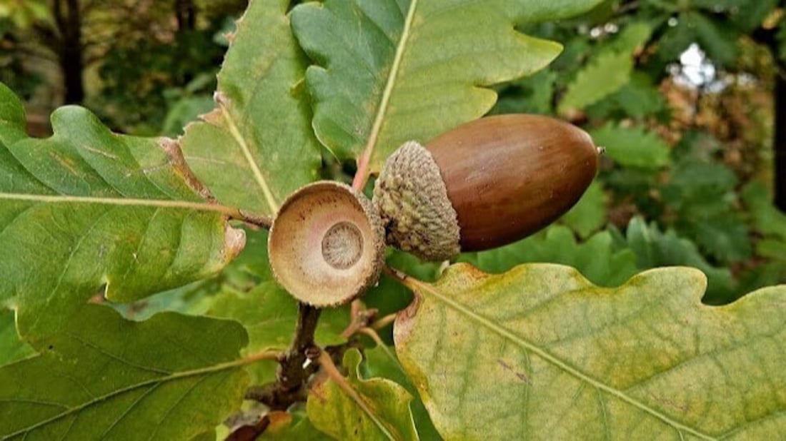 لجنة خاصة ستراقب الغابات وتبحث عن حلول.. دهوك تخشى انقراض البلوط والزعرور