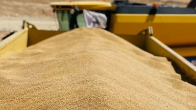 قمح السماوة يسجل مستويات غير مسبوقة والفلاحون سعداء: التسويق مختلف هذا العام