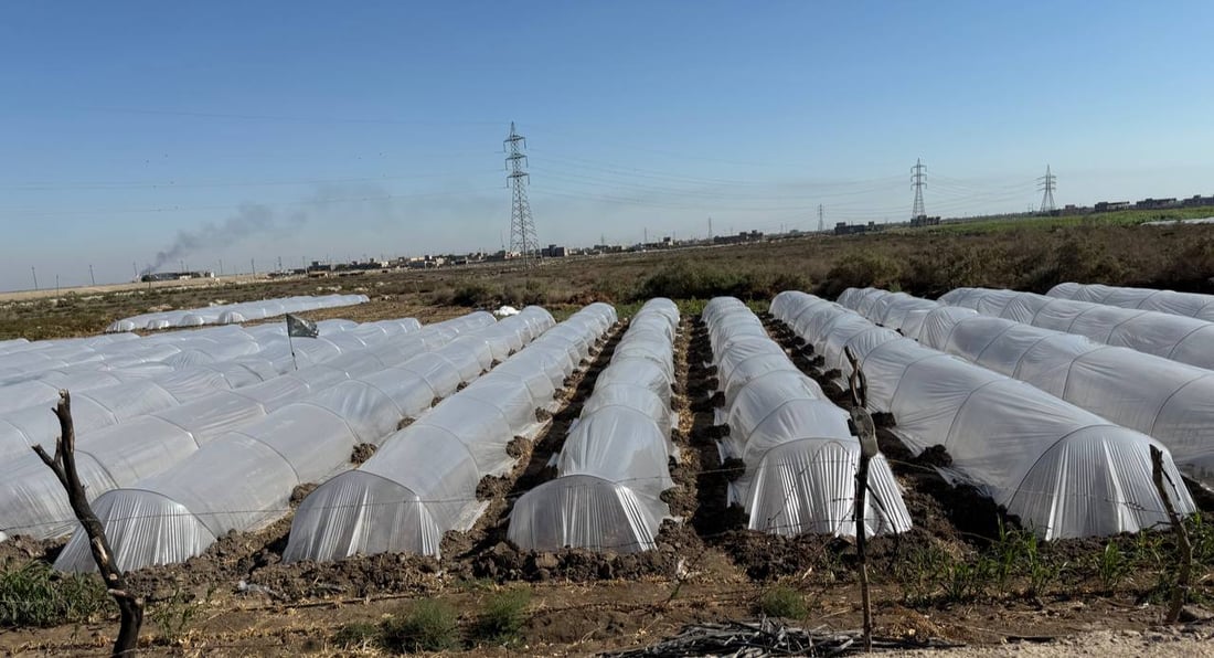 Winter okra farming expands in northern Basra with increased yields