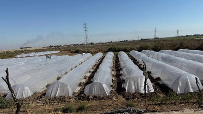 Winter okra farming expands in northern Basra with increased yields