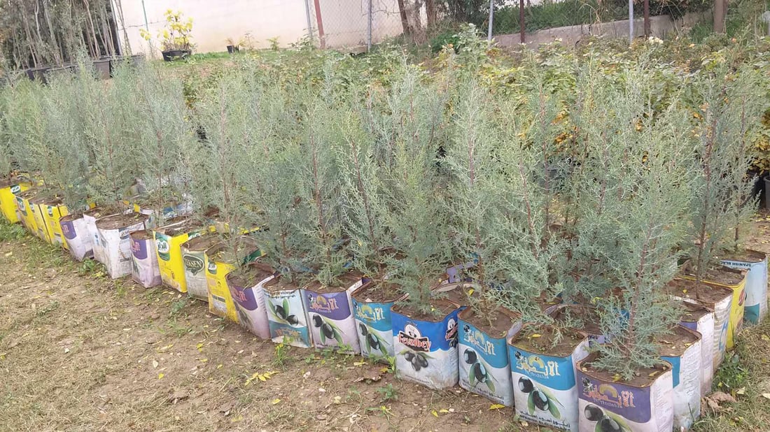 ئەو درەختانەی ئاژەڵ خواردوونی شارەوانی دیسان دەچێنێتەوە