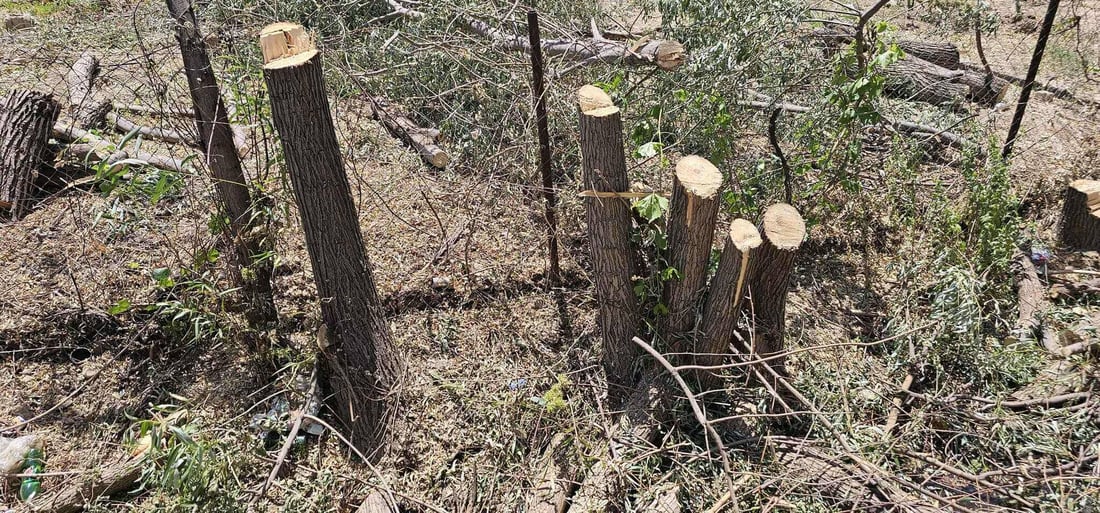 شەش هاوڵاتی بەهۆی راوە ماسی و داربڕینەوە دەستگیركران