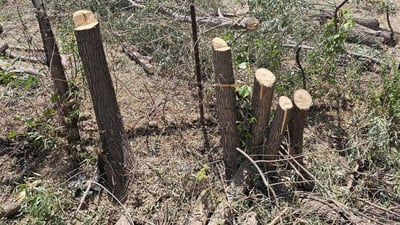 شەش هاوڵاتی بەهۆی راوە ماسی و داربڕینەوە دەستگیركران