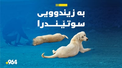 ژمارەیەک سەگ لە گەڕەکێکی سلێمانی سوتێندران