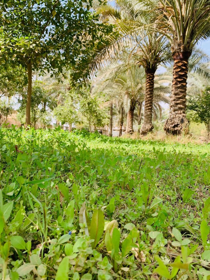 صور من صباح منطقة “الدعوم” في كربلاء.. جنان خضراء ناجية من الجفاف وتمدد البناء