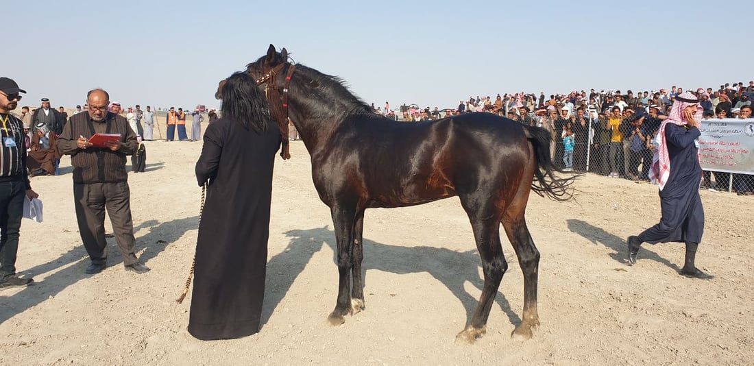 الزلزال والجنرال للقوة والسحر.. موجة ولع بالخيول تجتاح العراق وشهادات من السماوة