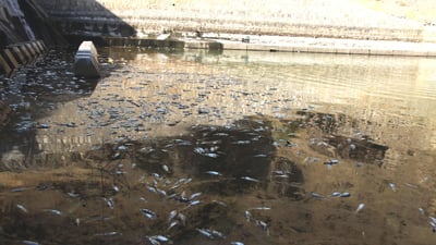 گەرما و کەمیی ئاو سەدان ماسییان لەناوبرد