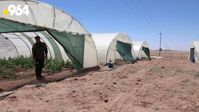 Plastic greenhouses flourish in Bazian district