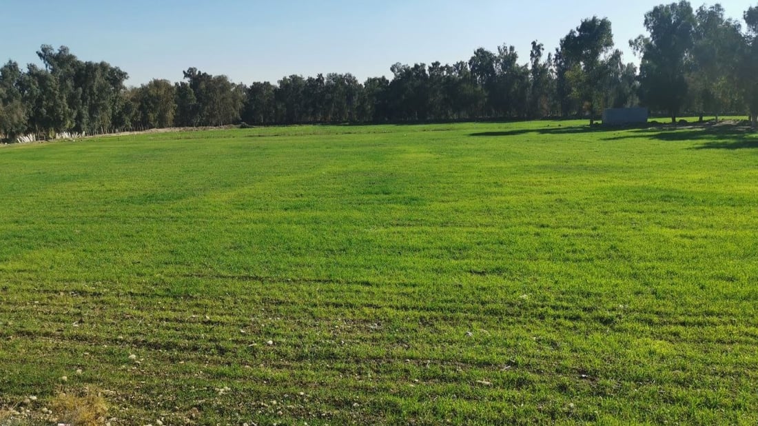 الأمطار أنهت تردد مزارعي أربيل.. فأخرجوا البذور من المخازن وبدؤوا الزراعة