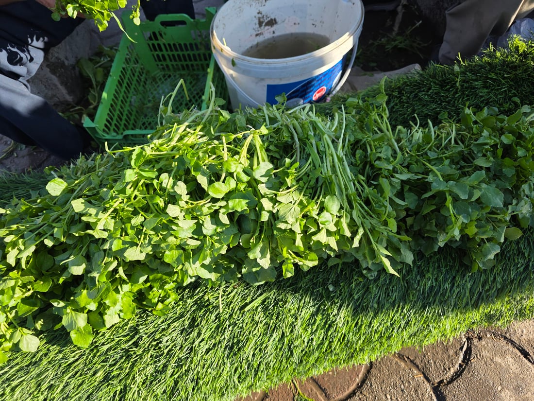 کوزەڵەکەی شارەزوور بە چوار هەزارە و بەریش ناکەوێ