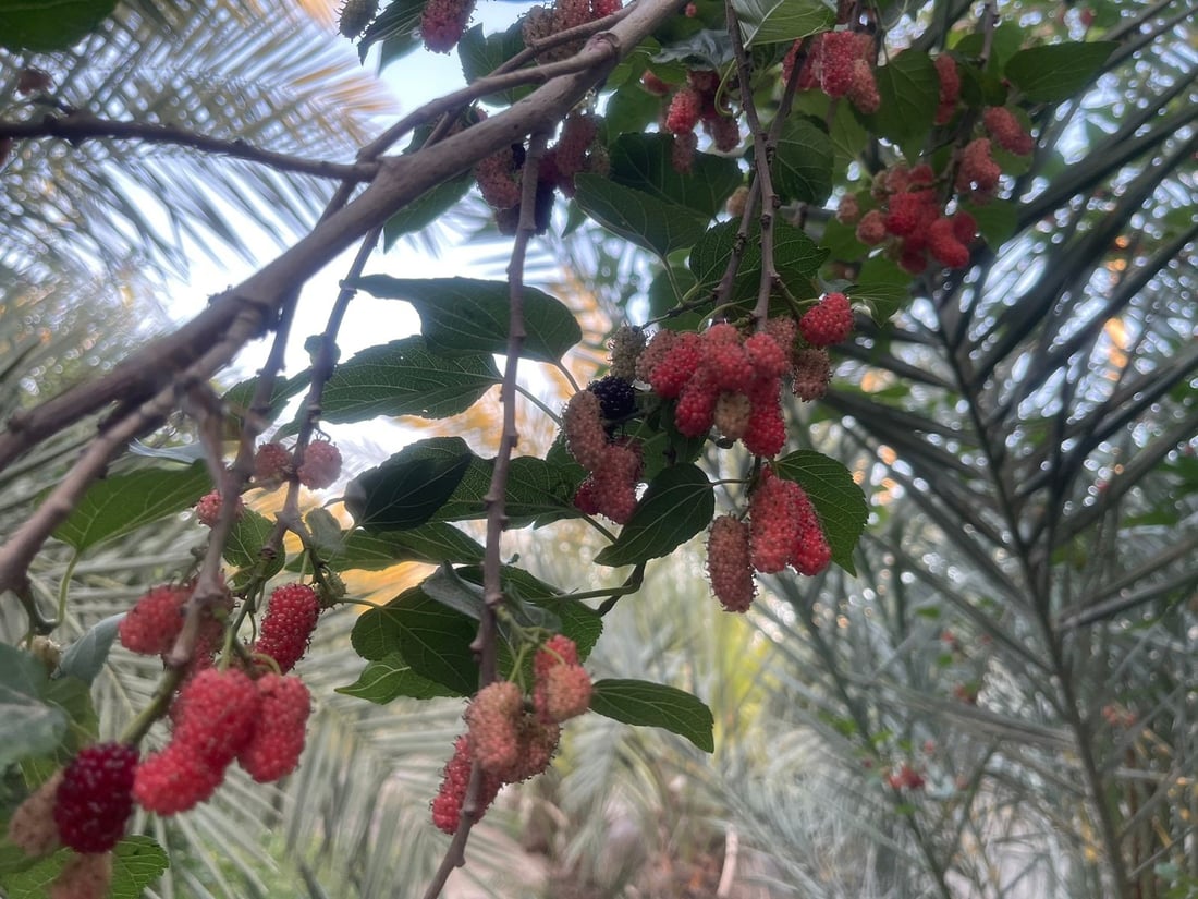 صور من البستان: “تُكي” البصرة وردي وحامض حلو.. وأرخص من التوت الكربلائي