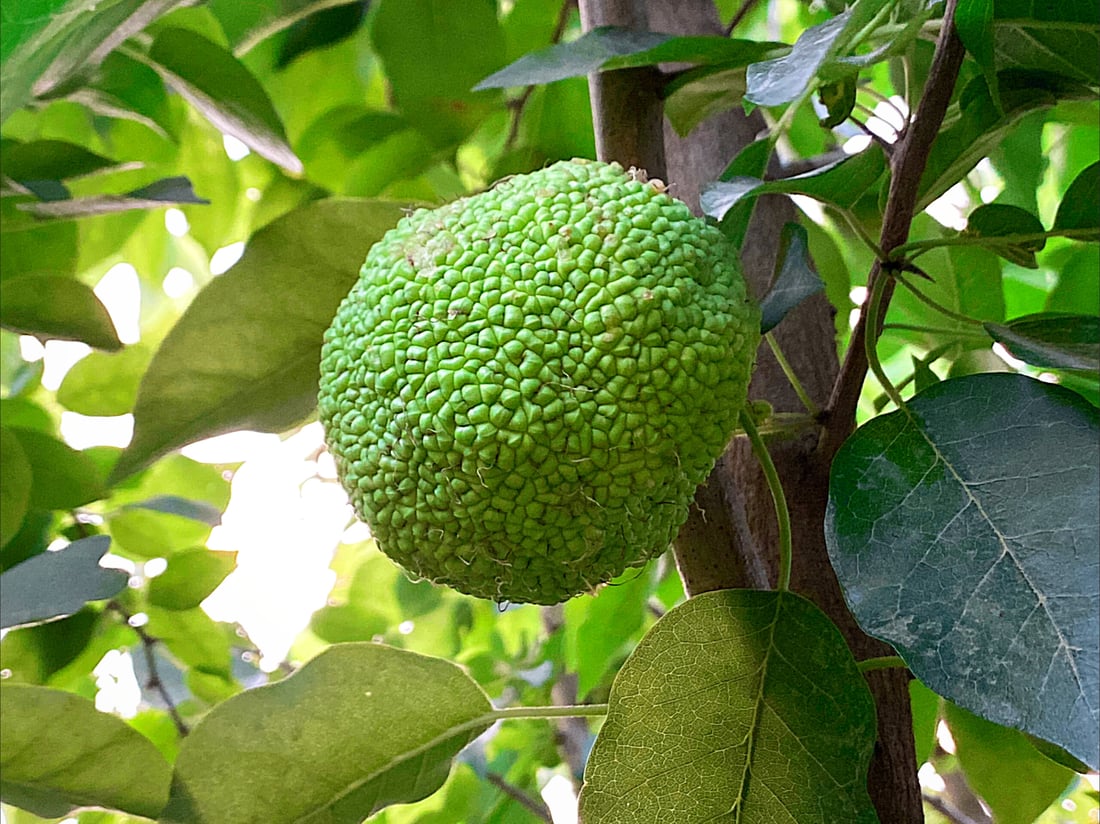 فيديو: “تكّي” بحجم التفاحة في السليمانية والشجرة انتقلت من طهران