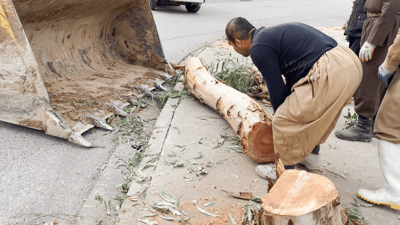 لە سەر شەقامی بازنەیی مەلیک مەحمود ژمارەیەک دار بڕدرانەوە