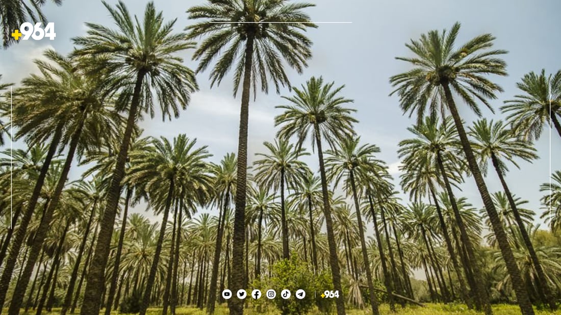 ژمارەی دار خورماکانی عێراق 22 ملیۆنی تێپەڕاند