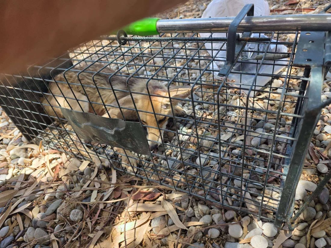 رێوییەکی نەخۆش تیمار کرا و بە سروشت شاد کرایەوە