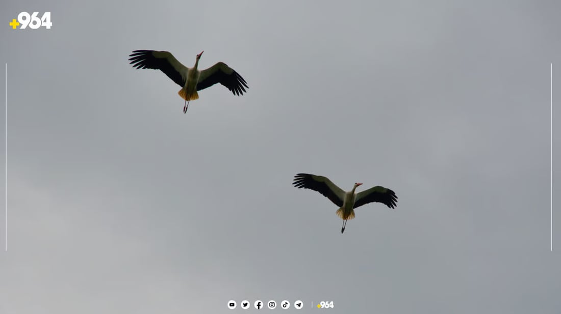 صور من السليمانية: اللقلق يبنى الأعشاش على أبراج الكهرباء.. سيهاجر بعد 8 شهور
