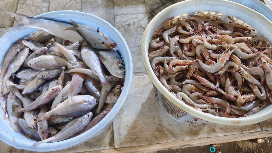 موسم “المسموطة” يرفع الطلب على أسماك الضلع في مرسى النقعة