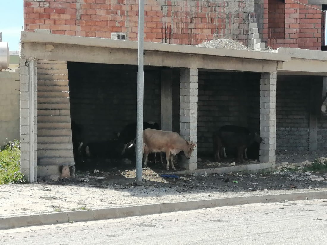 ئەم وێنانە لە پەیجی شارەوانی هەڵەبجەوە وەرگیراوە