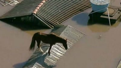 رزگارکردنی ئەسپێک کە بەسەربانی ماڵێکەوە گیرسابووەوە