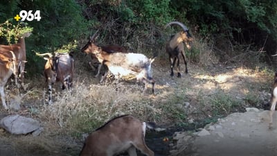 مه‌ڕ و ماڵاتى ره‌وه‌نده‌كان بوونه‌ته‌ به‌ڵاى بنارى قه‌ندیل