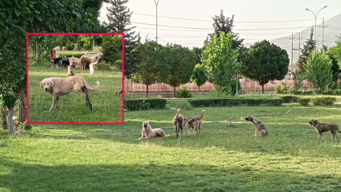 به‌هۆى زۆرى سه‌گى بێلانه‌ هاوڵاتیان ناتوانن بچنه‌‌ ناو پاركی گشتیى سه‌ركه‌پكان
