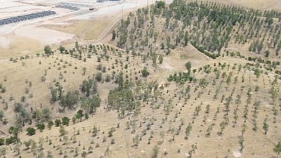 دارستانە دەستکردەکەی کەلار لە وشکبوون رزگاری دەبێت